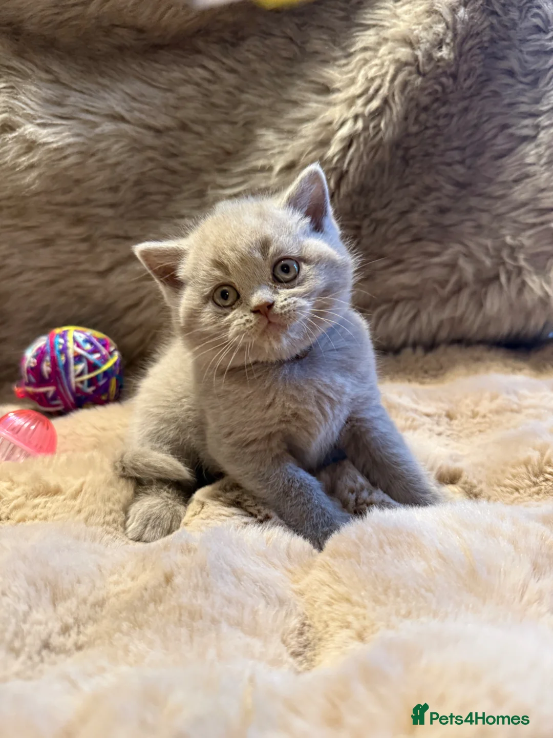 British Shorthair cats for sale: Supreme Champion Line British Shorthair Kittens - Advert 1