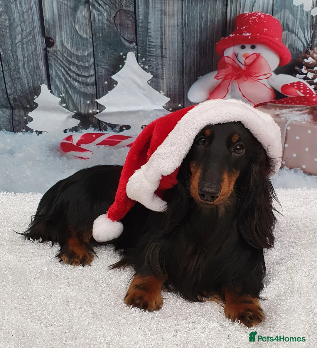 Miniature Dachshund dogs for stud: PRA Clear, KC Registered, Miniature Dachshund Stud in Wigston - Advert 5