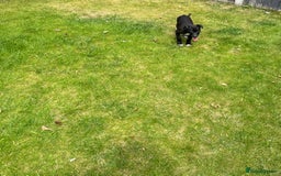 Mixed Breed dogs for sale: Collie saluki whippet puppies  - Image 23