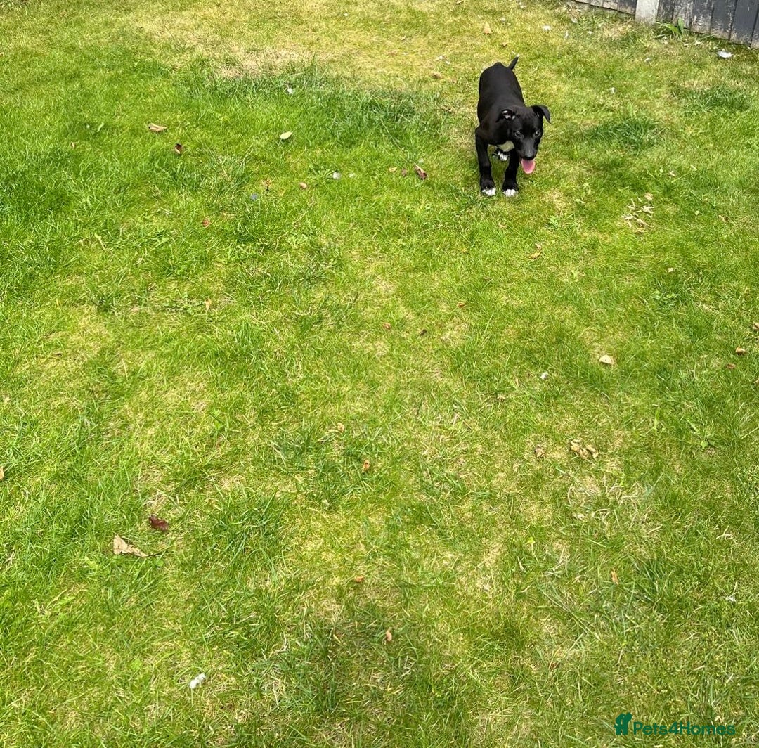 Mixed Breed dogs for sale: Collie saluki whippet puppies  - Image 23