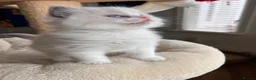 Ragdoll cats for sale: Outstanding reg female bicolour ragdoll kitten  in London - Advert 4