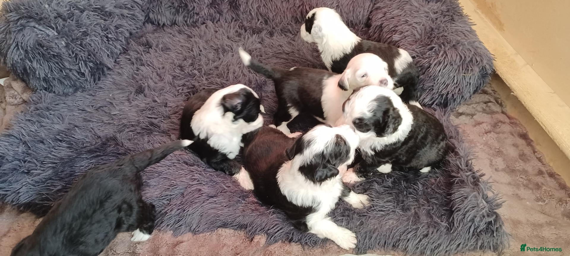 Mixed Breed dogs Beautiful Old English Sheepdog/Bernedoodle Puppies - Advert 1