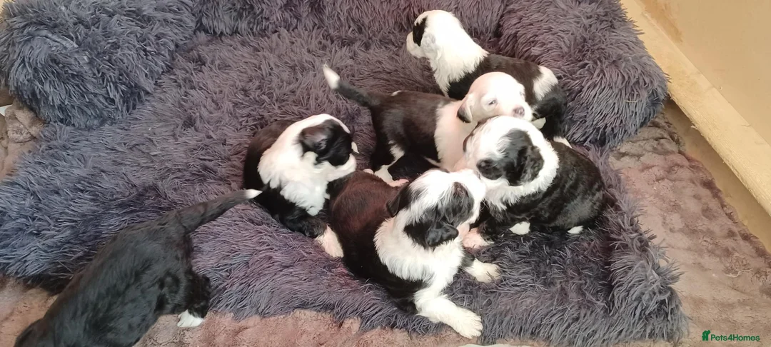 Mixed Breed dogs for sale: Beautiful Old English Sheepdog/Bernedoodle Puppies - Advert 1