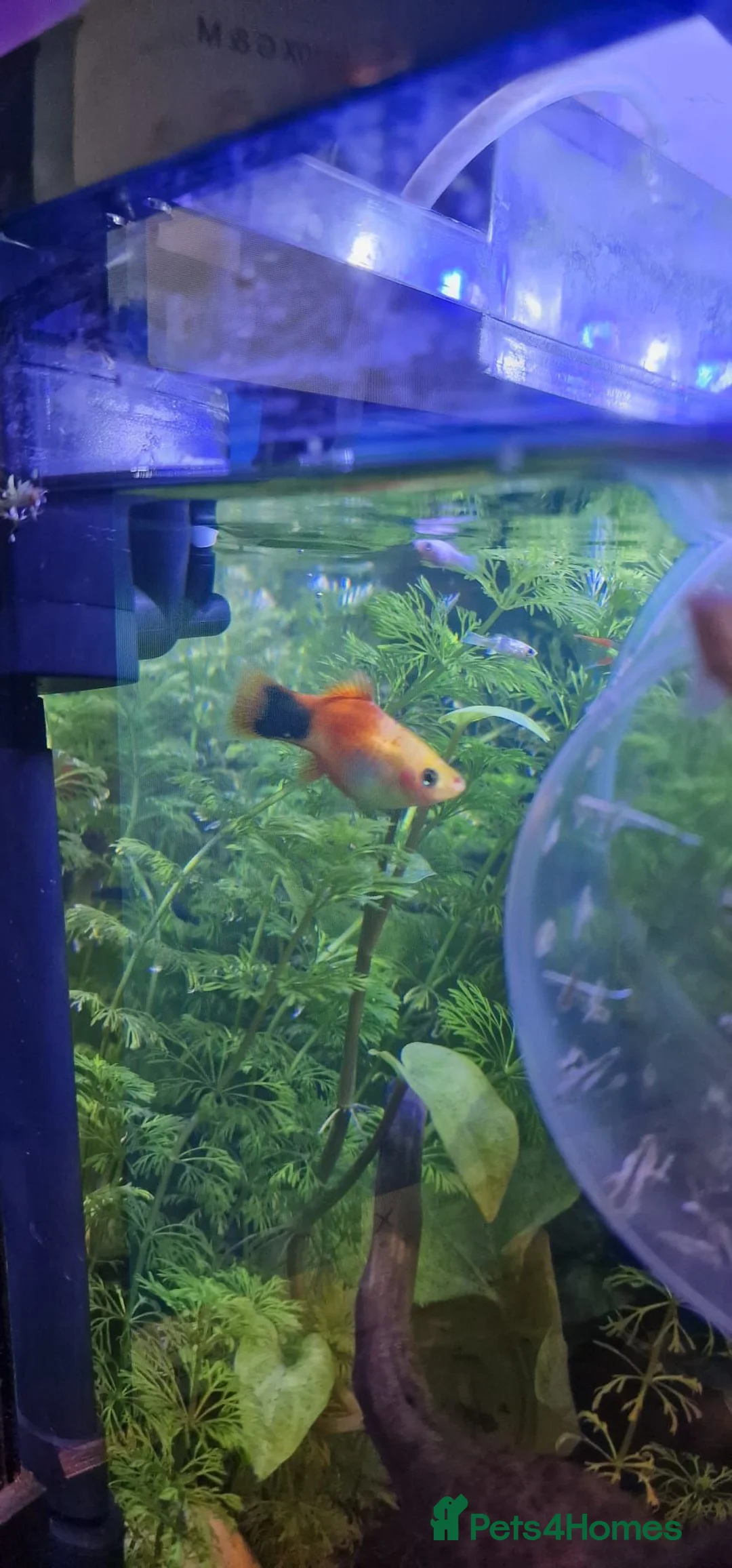 Tetras fish for sale: Free tropical fishes in Grays - Advert 8