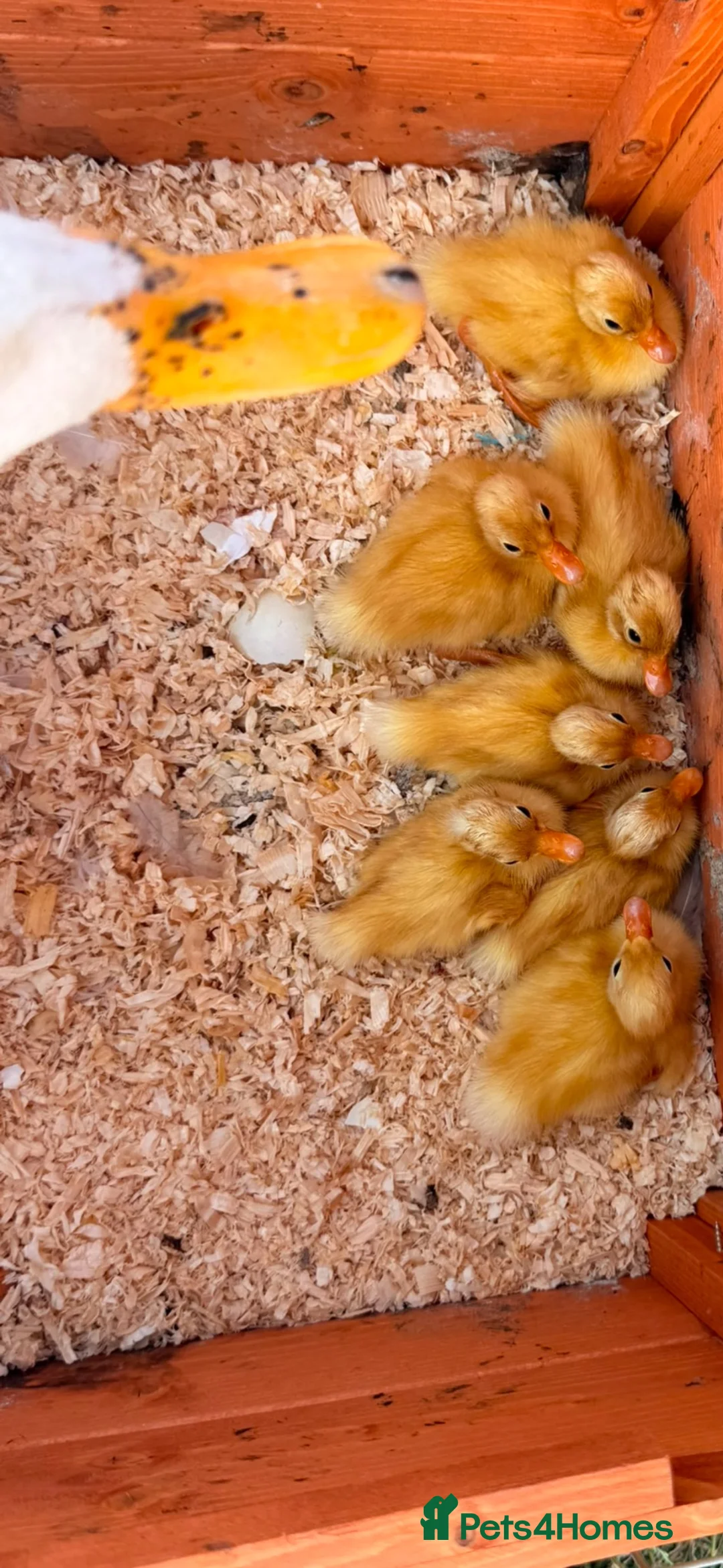 Ducks poultry for sale: LAST INDIAN RUNNER DUCKLING  - Advert 5