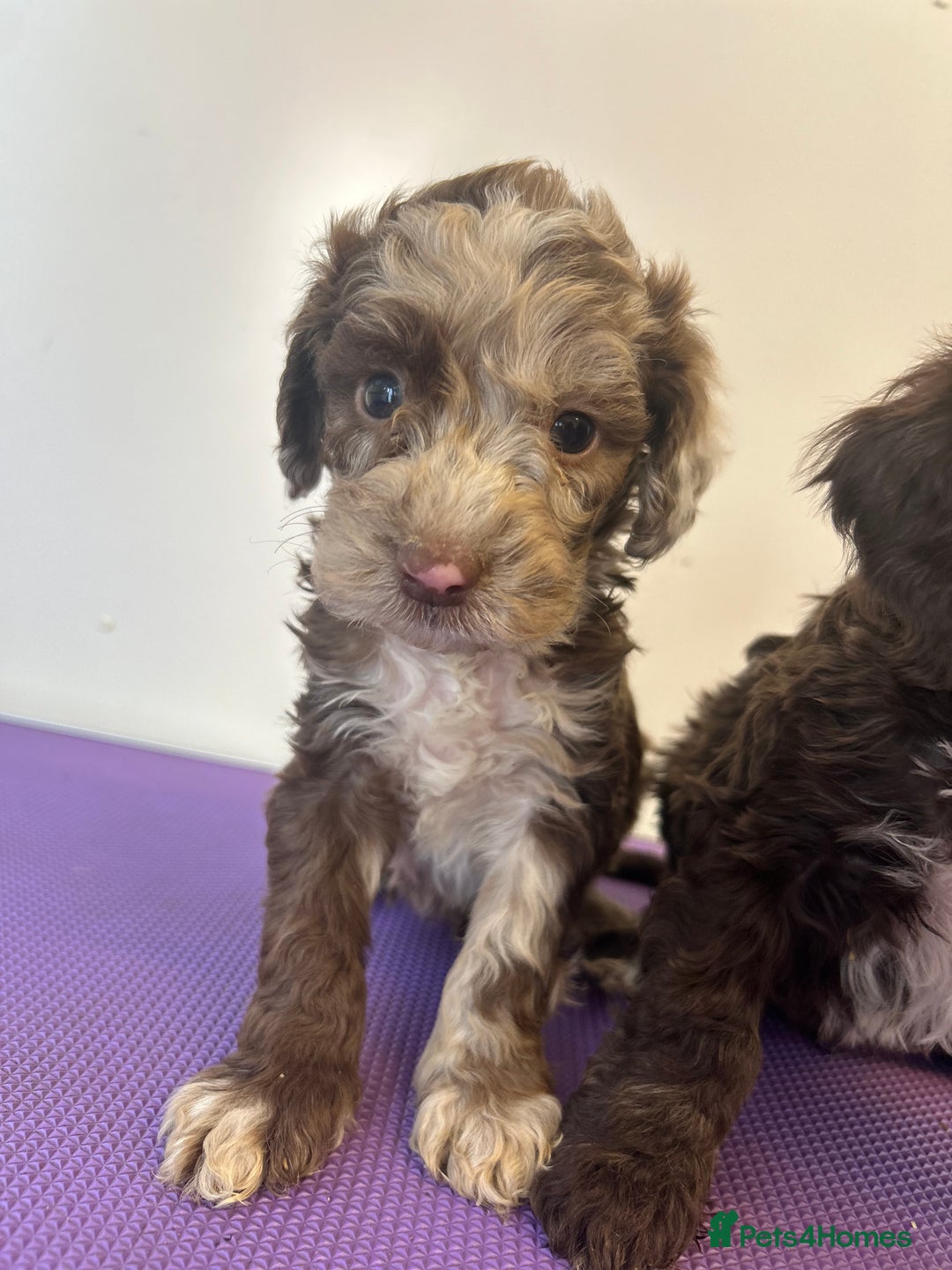 Cockapoo dogs for sale: Cockapoos ready now  - Image 8