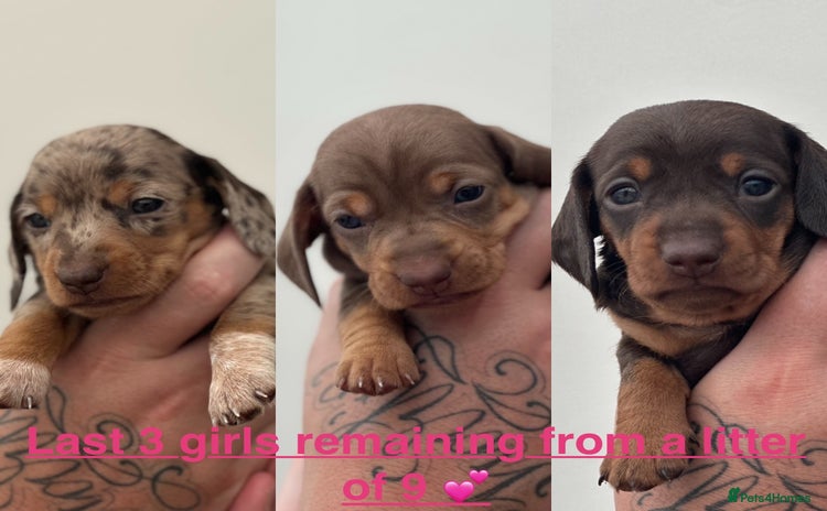 Miniature Dachshund dogs - Advert 14