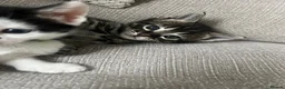 Bengal cats for sale: beautiful litter ready to leave 21st may - Advert 5