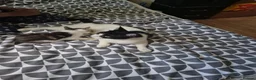 Mixed Breed cats for sale: Kitten for sale  - Advert 26