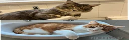 Mixed Breed cats for sale: Male cats to be rehomed, must be kept together - Advert 10