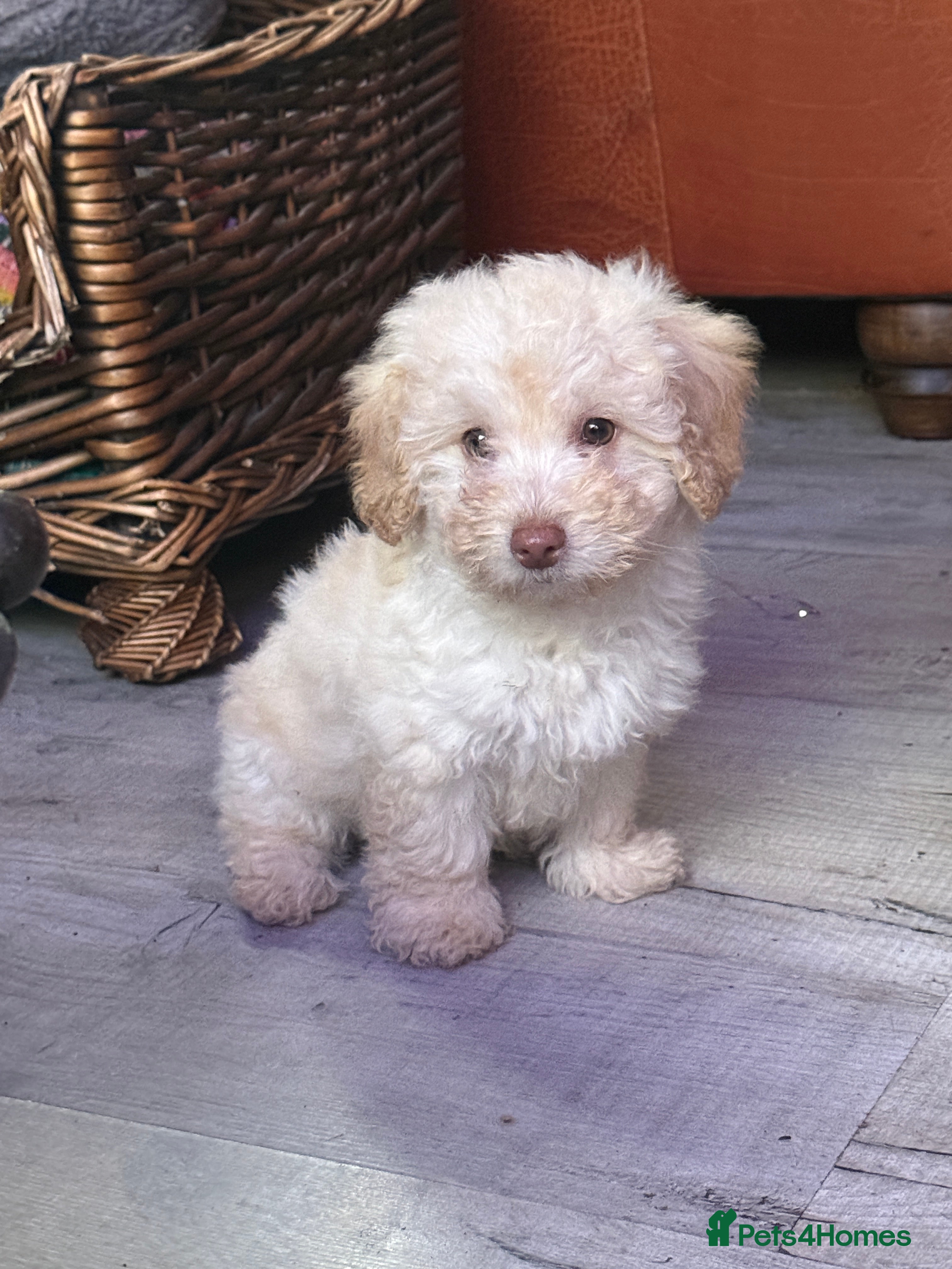 Shihpoo dogs ✨ Beautiful Shihpoo Puppies ✨  - Advert 3