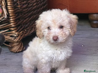 Shihpoo dogs ✨ Beautiful Shihpoo Puppies ✨ - Advert 9