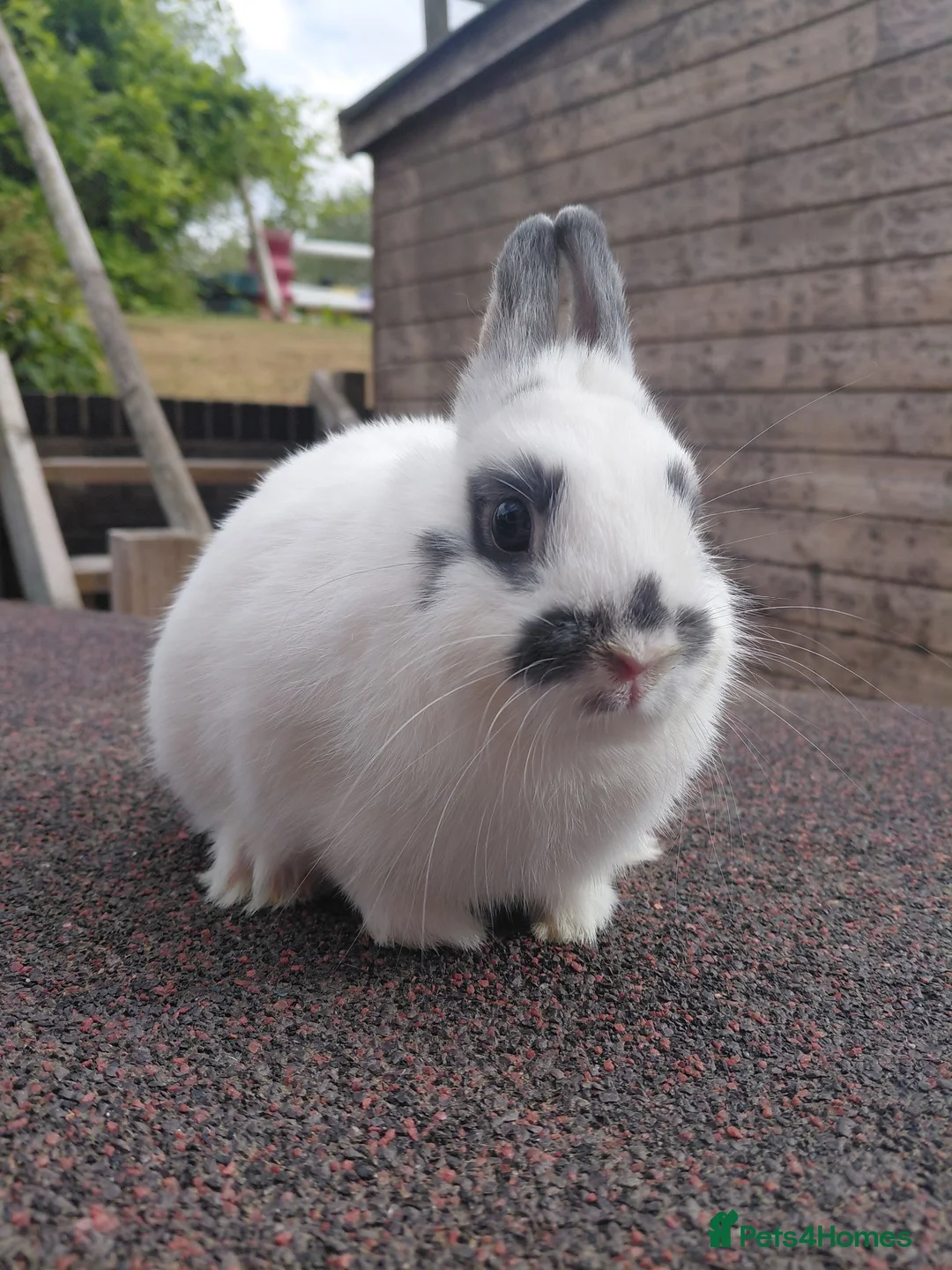 Netherland Dwarf rabbits for sale: Netherland dwarf pure bred youngsters  - Advert 2