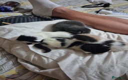 Mixed Breed cats for sale: Mixed kittens  - Image 5
