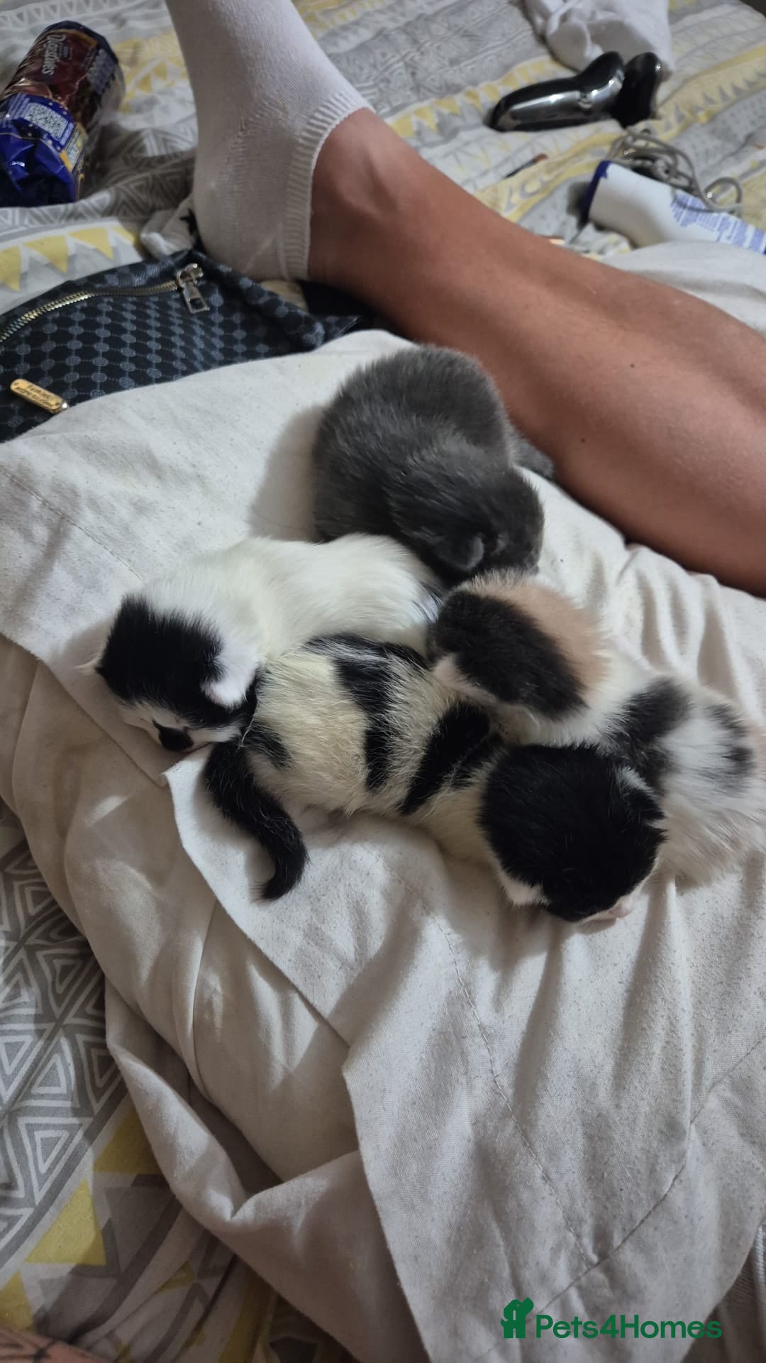 Mixed Breed cats for sale: Mixed kittens  - Image 5