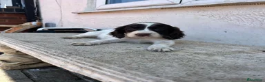 Cocker Spaniel 6