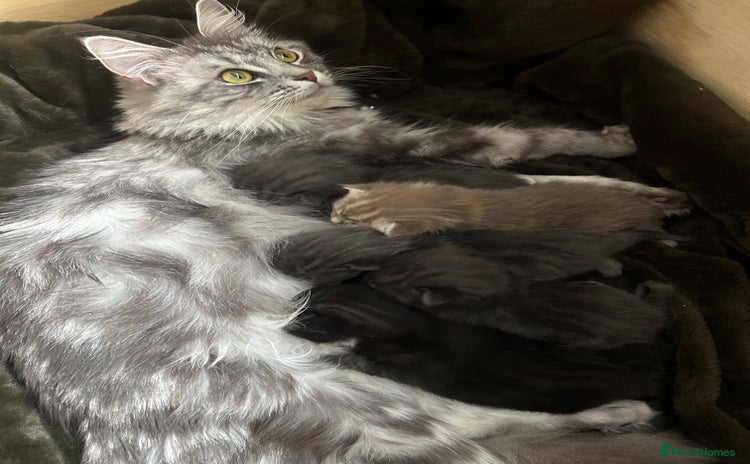 Norwegian Forest Cat cats - Advert 3