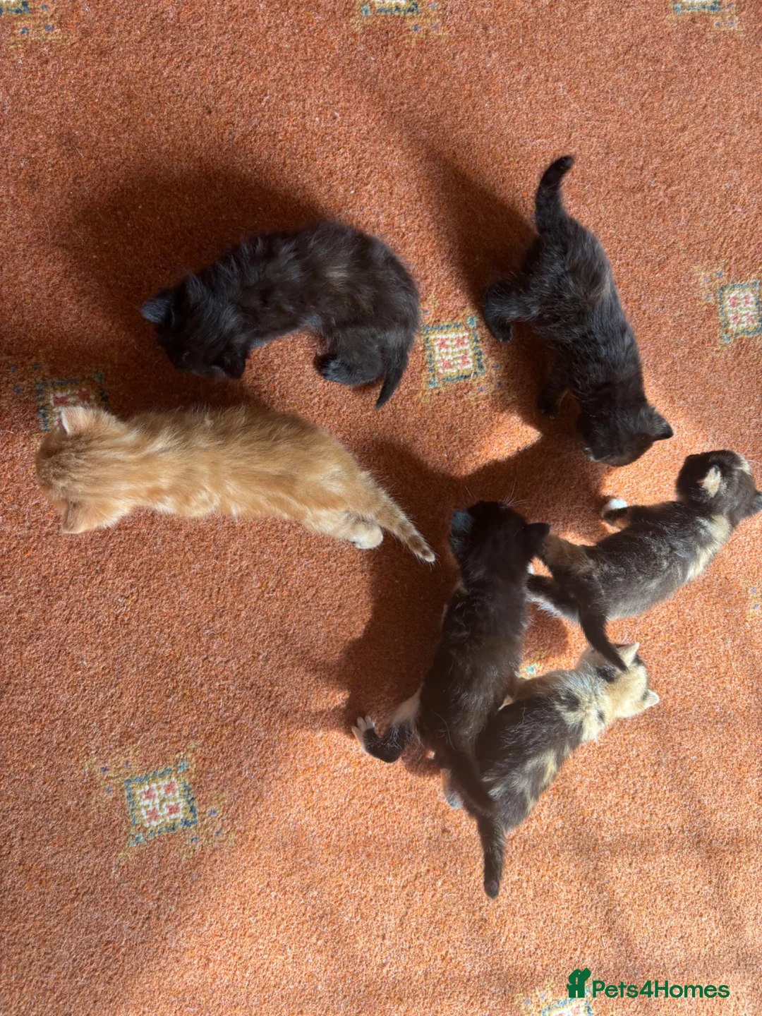 Mixed Breed cats for sale: Beautiful Calico & Ginger Kittens. Ready in 3 week - Advert 16