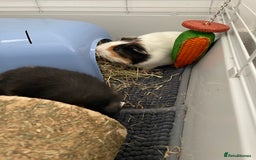 Guinea Pig rodents for sale: Two male guinea pigs with cage and accessories  - Image 3