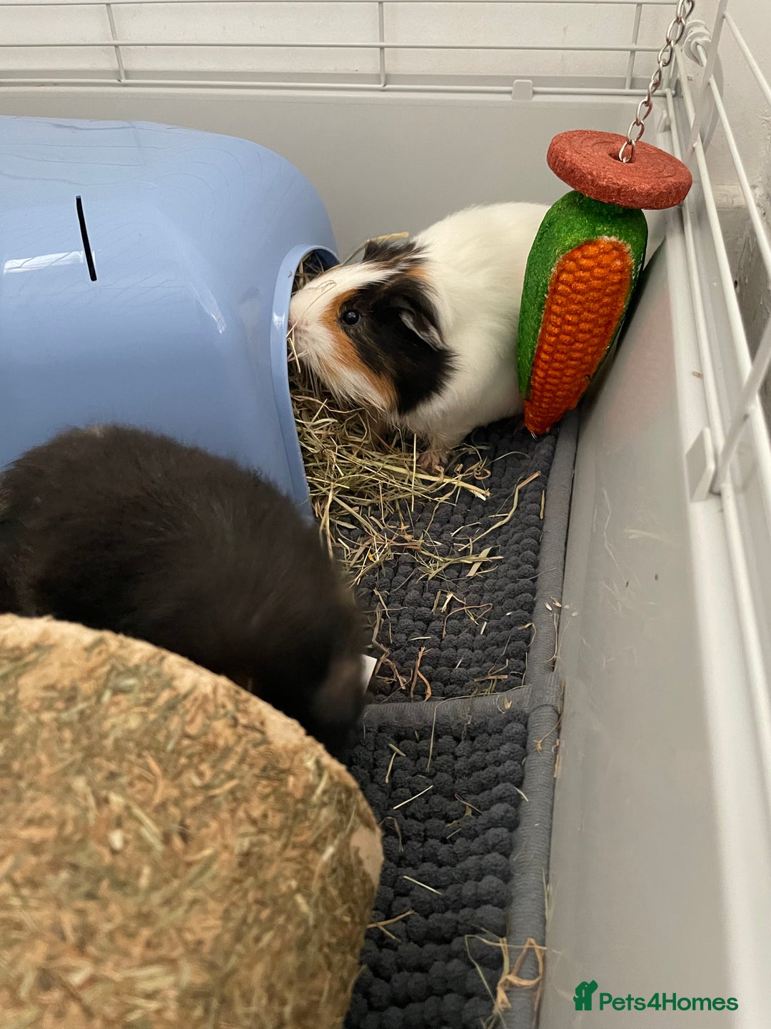 Guinea Pig rodents for sale: Two male guinea pigs with cage and accessories  - Image 3