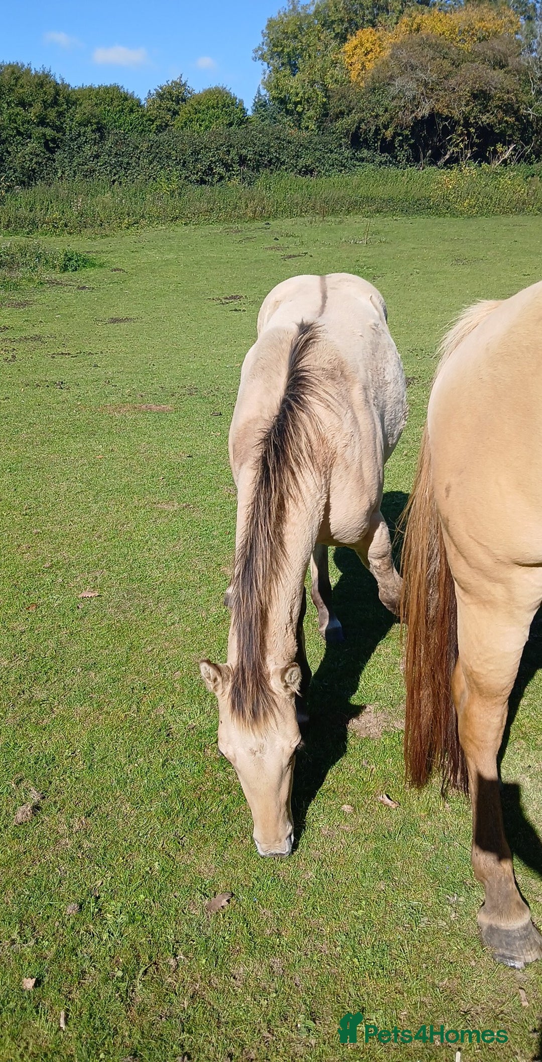 American Quarter horses for sale: Stunning Quarter horse colt - Image 1