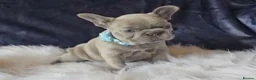 French Bulldog dogs for sale: 🐶💜 KC Registered French Bulldog Puppies - Advert 14