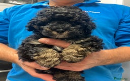 Toy Poodle dogs for sale: PEDIGREE TOY POODLES PRA CLEAR  - Advert 14