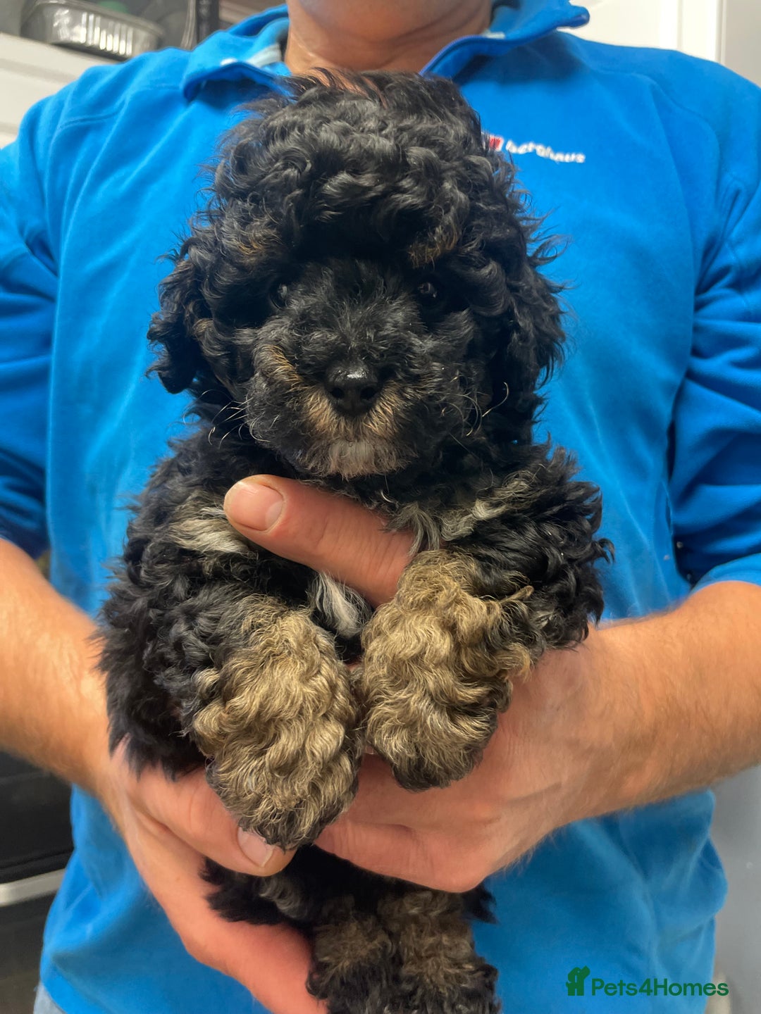 Toy Poodle dogs for sale: PEDIGREE TOY POODLES PRA CLEAR  - Advert 14