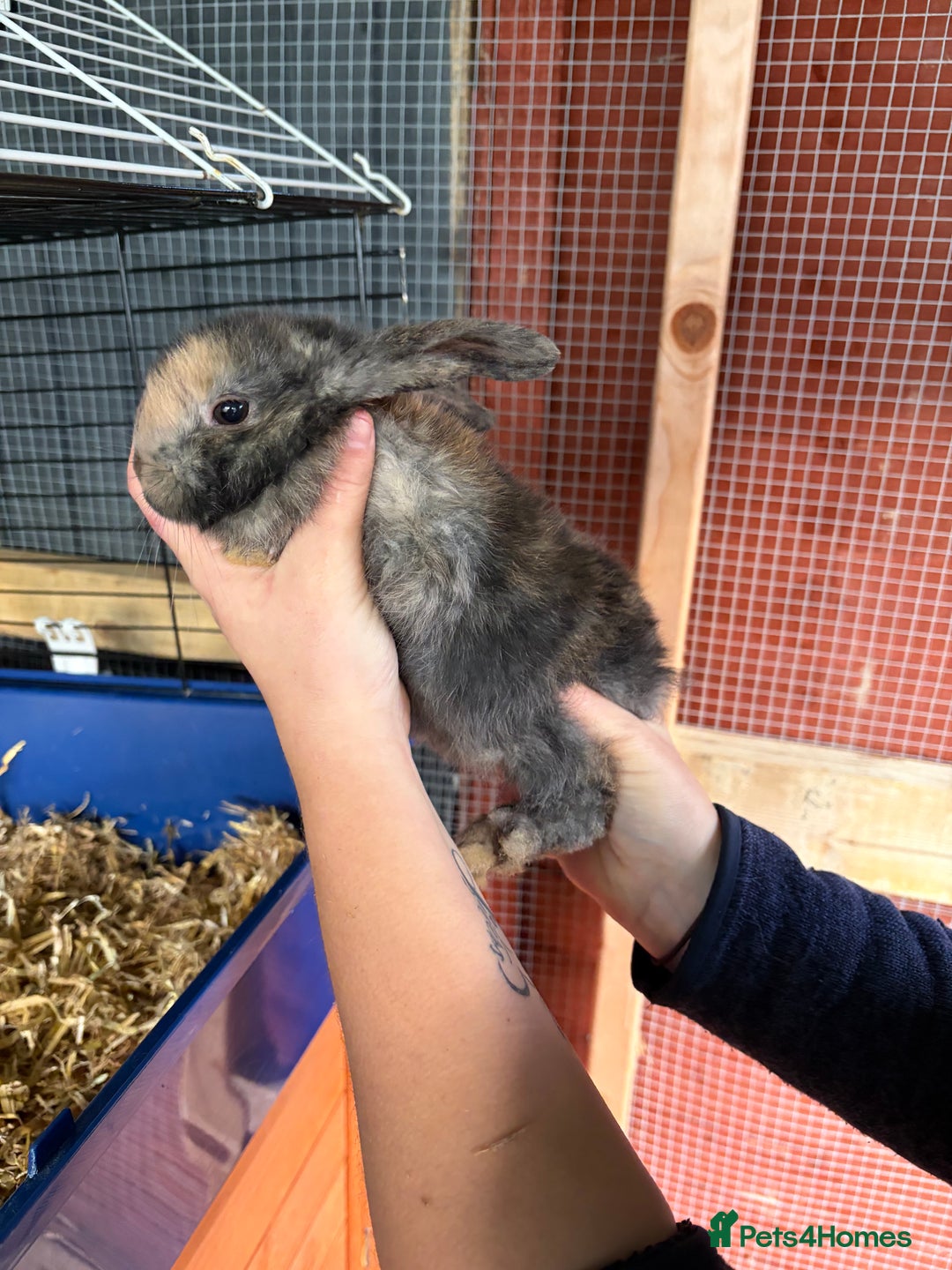 Mixed Breed rabbits for sale: 6 beautiful baby rabbit - Advert 5
