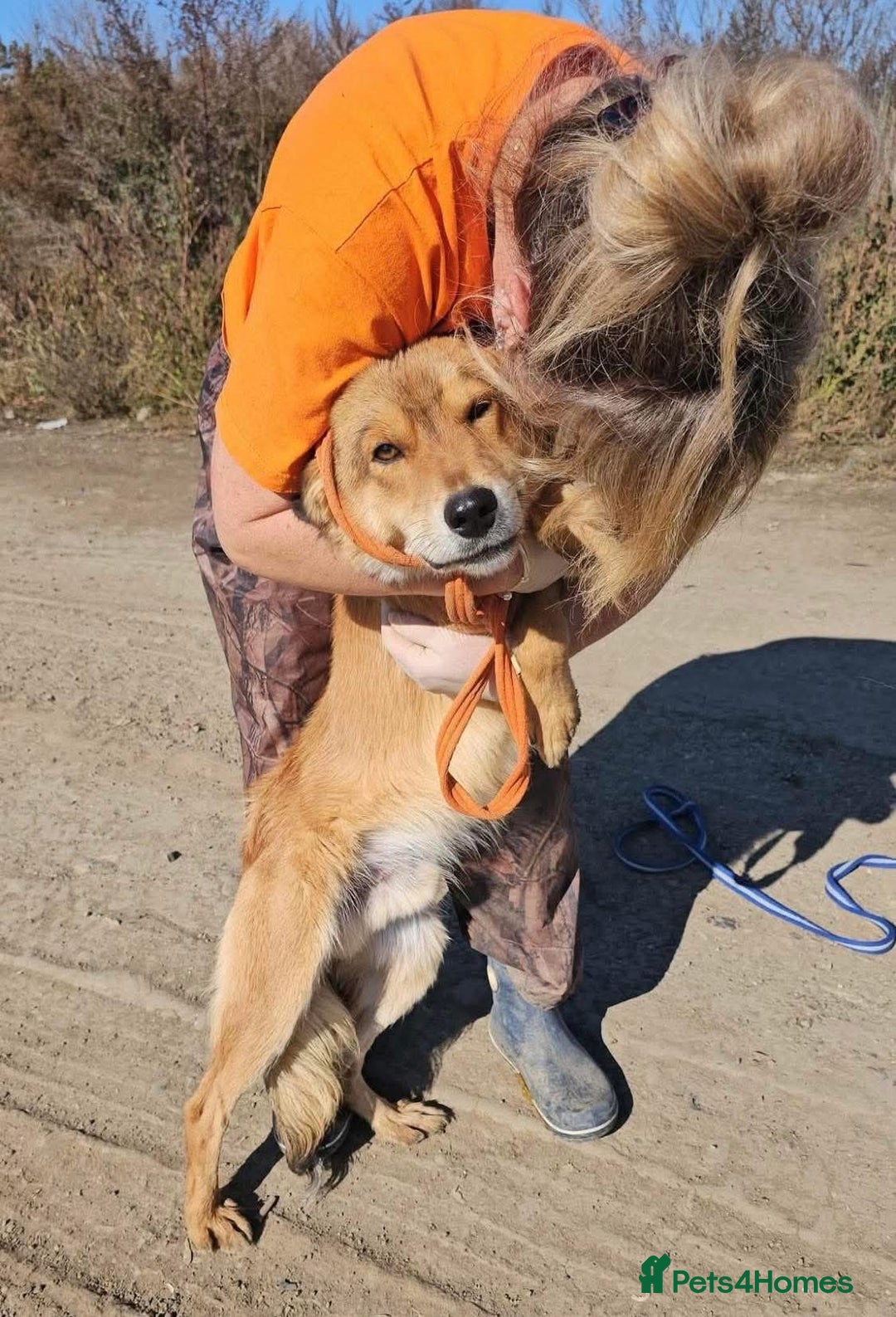 Mixed Breed dogs for adoption: Fox - Milton Keynes  - Advert 24