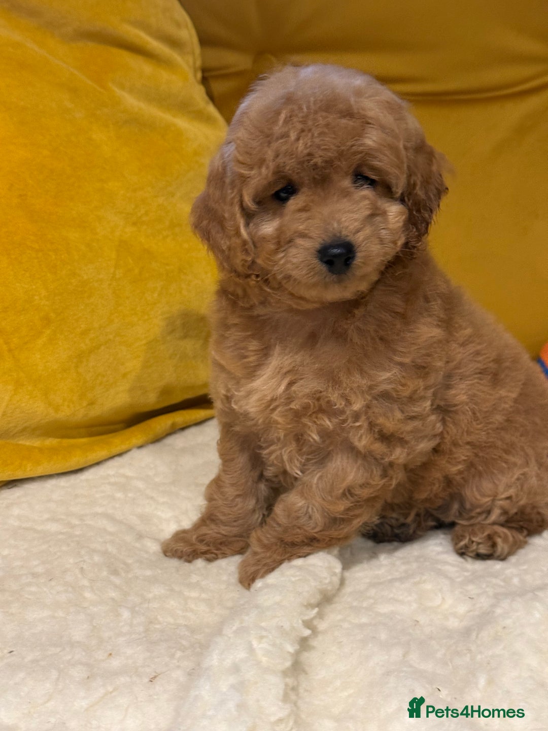 Cockapoo dogs for sale: Absolutely stunning puppies  - Advert 7