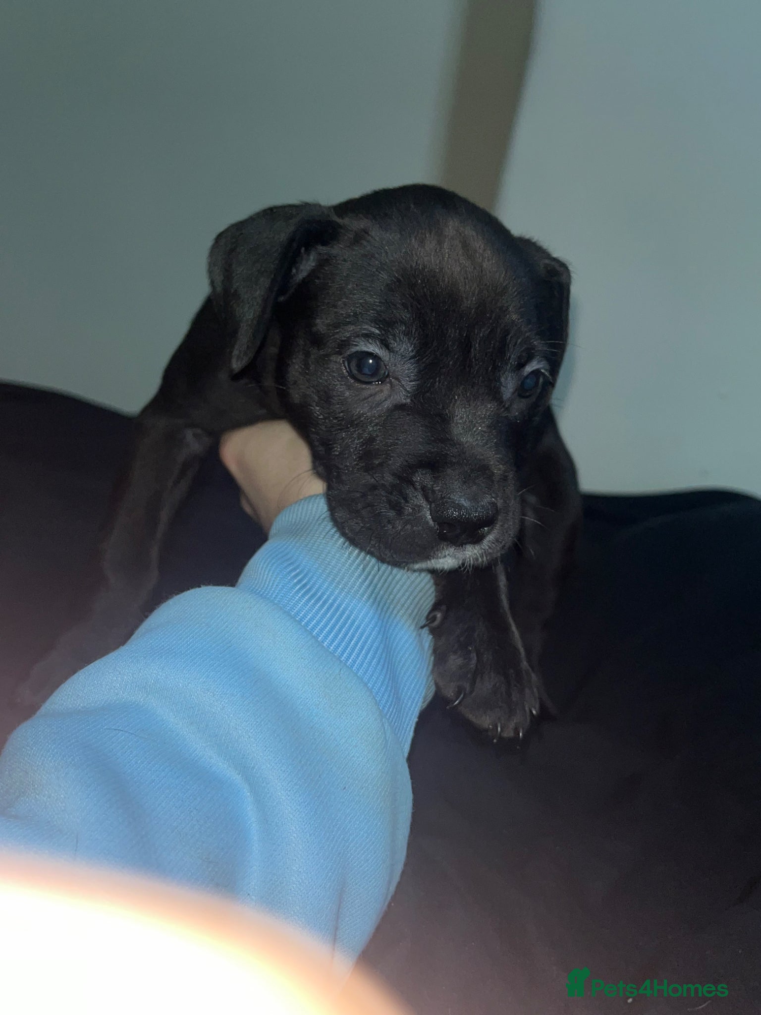 American Bull Staffy dogs Female American bulldog cross staff puppy - Advert 13