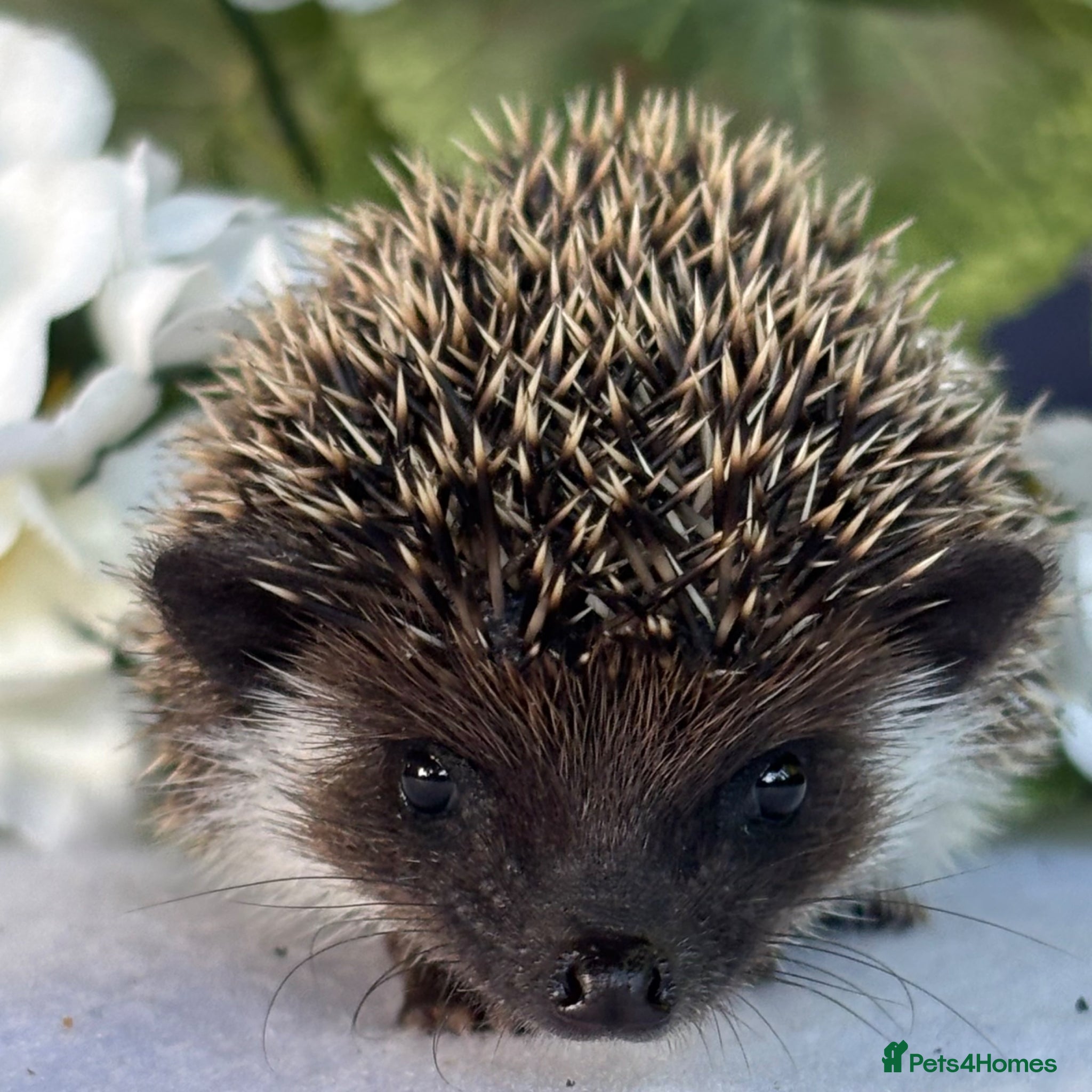Pygmy Hedgehog rodents African Pygmy Hedgehog  - Advert 18