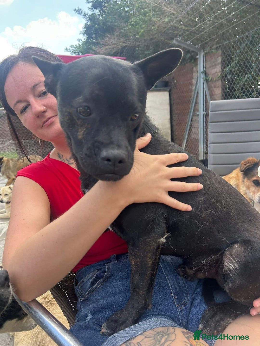 Mixed Breed dogs for adoption: Jack - Norwich Norfolk  - Image 8