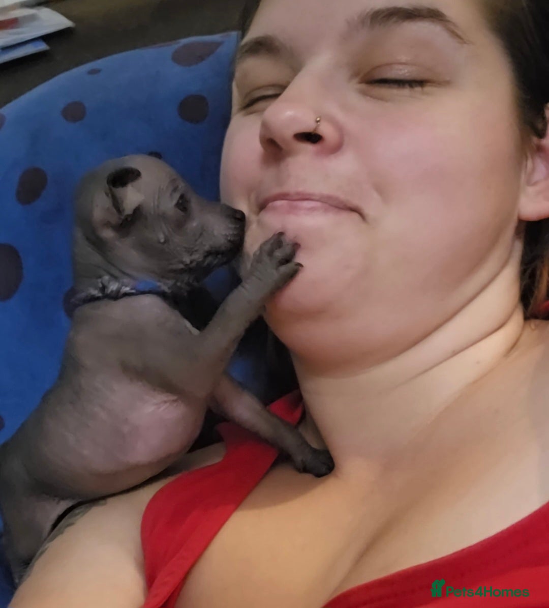 Mexican Hairless dogs for sale: Kc registered Xoloitzcuintle miniature puppies  - Advert 10