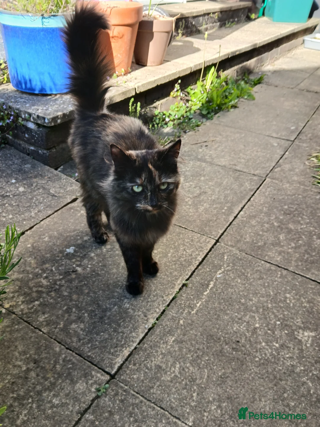 Mixed Breed cats for sale: Sister cats for sale - Advert 11