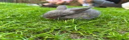 English Lop rabbits for sale: 5 beautiful English Lop bunnies - range of colours in Shefford - Advert 12