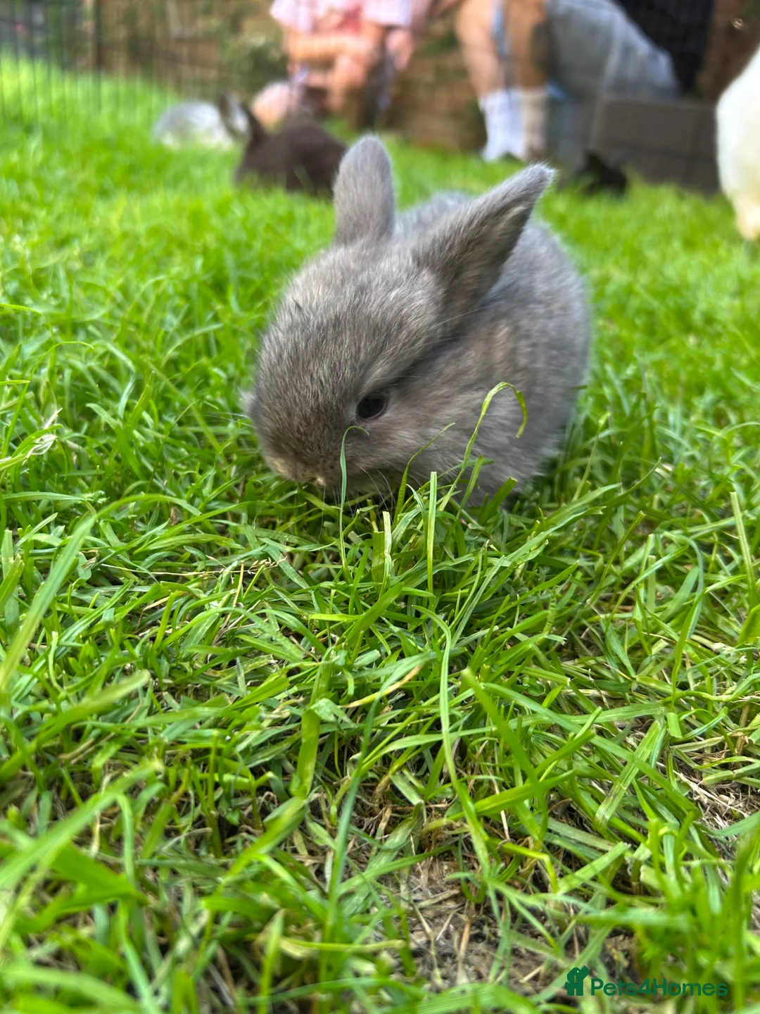 English Lop rabbits for sale: 5 beautiful English Lop bunnies - range of colours in Shefford - Advert 12