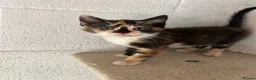 Mixed Breed cats for sale: Kittens for sale - Advert 7