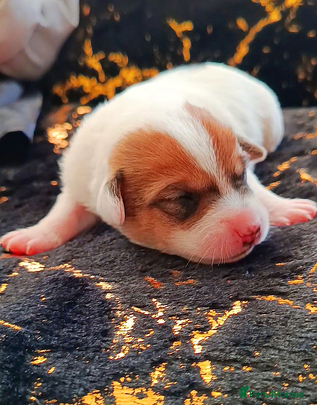 Jack Russell dogs for sale: 🤎🐶 Adorable Jack Russell Terrier Puppies✨ - Advert 10