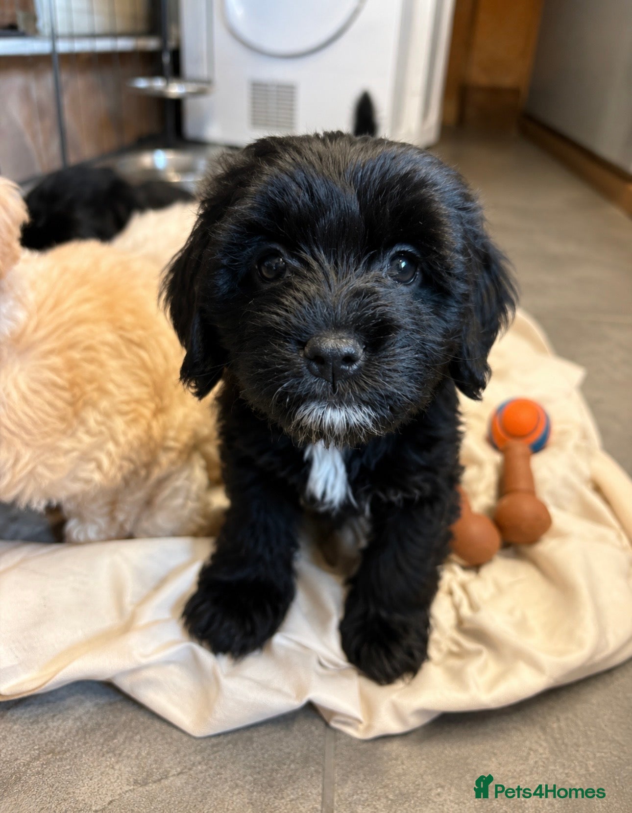 Cockapoo dogs Beautiful cockerpoo puppies  - Advert 19