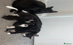 Mixed Breed cats for sale: Cuddly and playful kittens  - Image 7