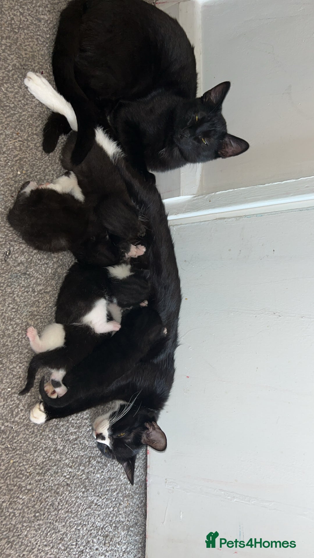 Mixed Breed cats for sale: Cuddly and playful kittens  - Image 7