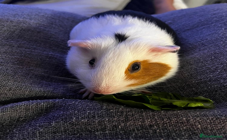 Guinea Pig rodents - Advert 5