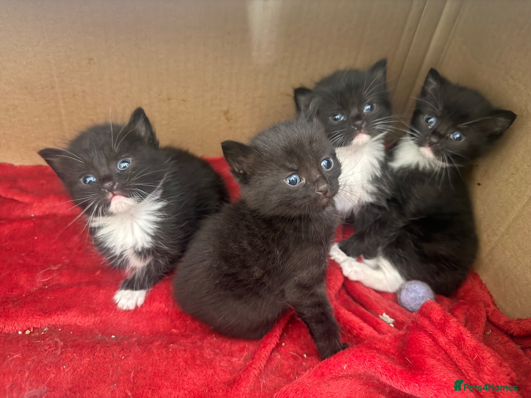 Domestic Shorthair cats 3 kittens for sale  - Advert 6