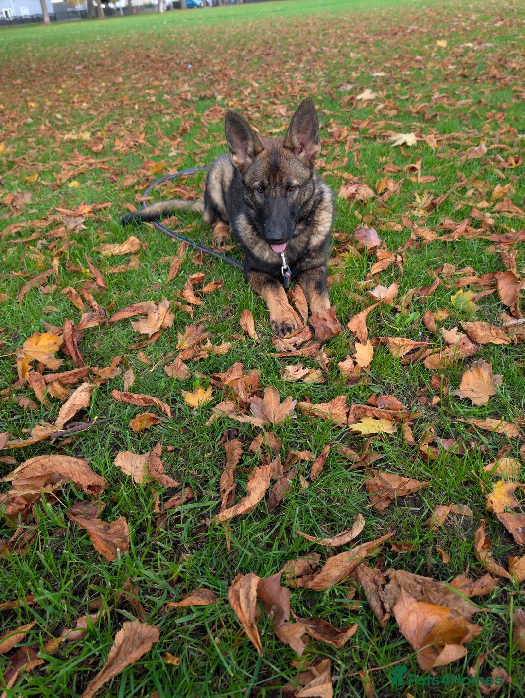 German Shepherd dogs for sale: German Shepherd puppies  in Scunthorpe - Image 7