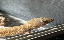 Leopard Gecko reptiles for sale: 2 leopard geckos with setup, 1f 1m - Advert 3