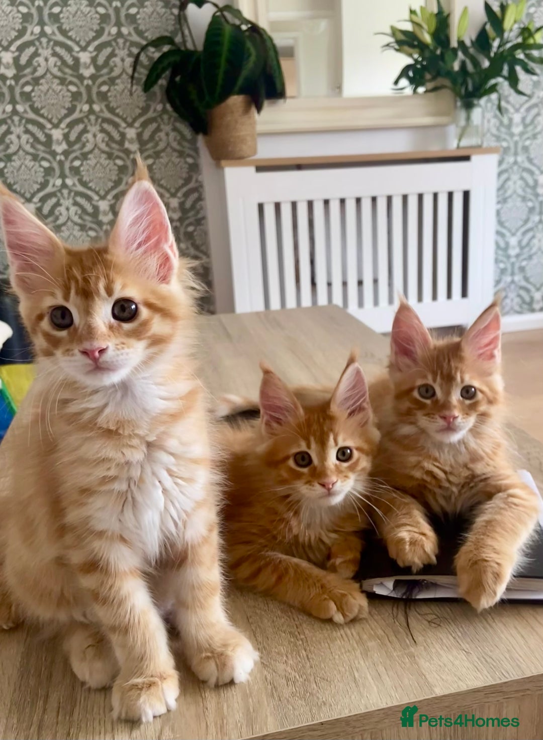 Maine Coon cats for sale: GCCF registered Dog 🐶 Friendly  - Advert 15