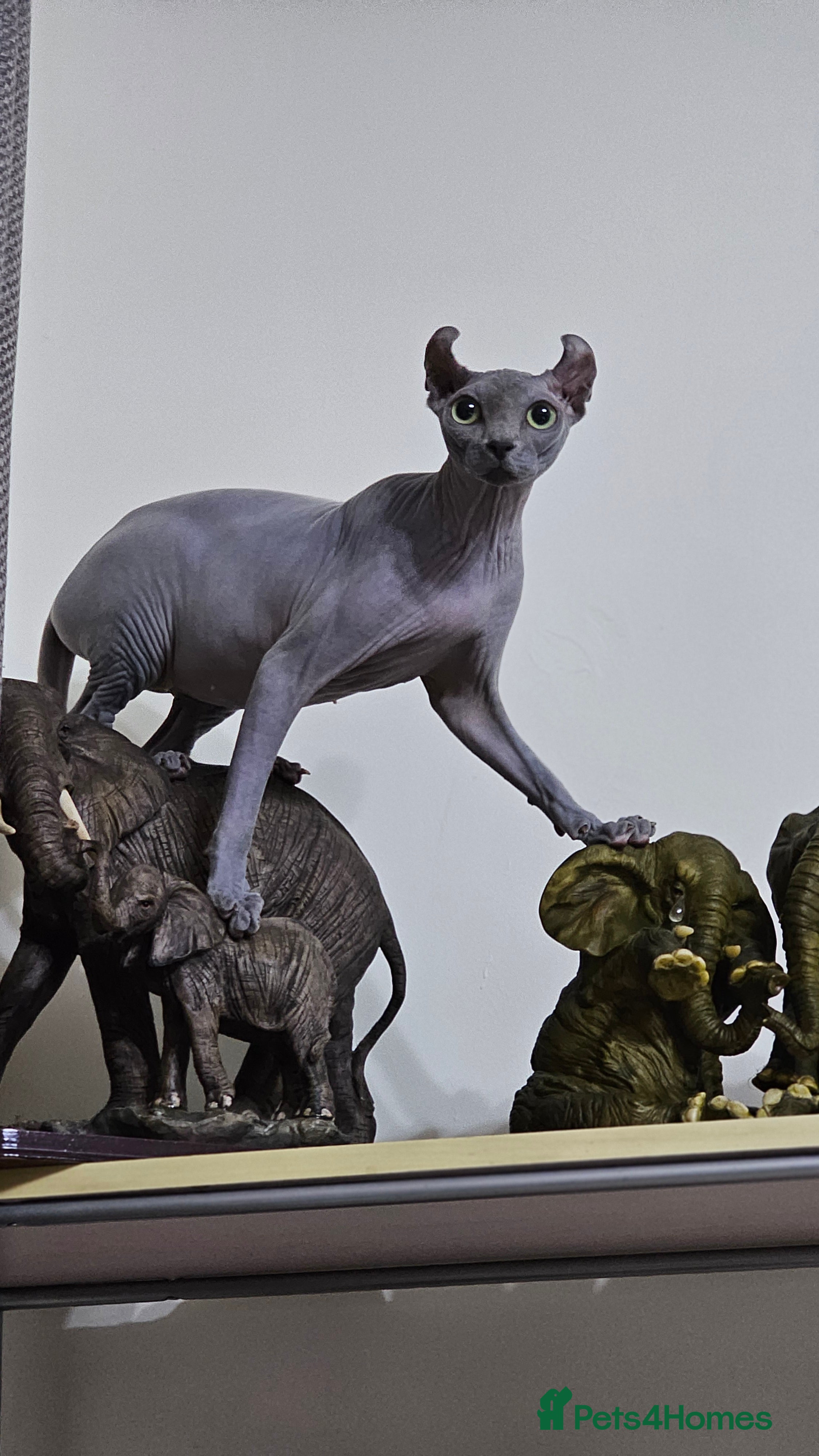 Sphynx cats Sphynx Elf kittens - Advert 1