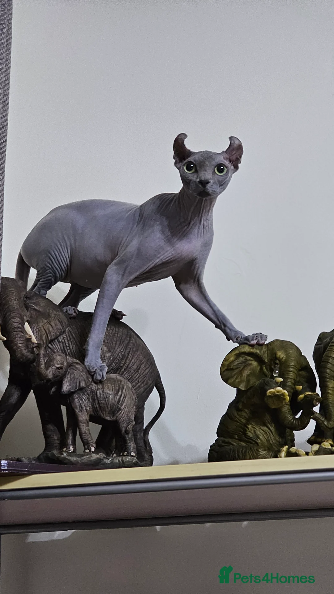 Sphynx cats for sale: Sphynx Elf kittens - Advert 1